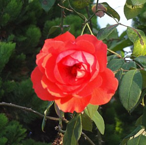 This one is for you.