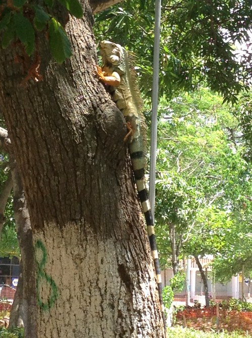 I've run out of iguana jokes.