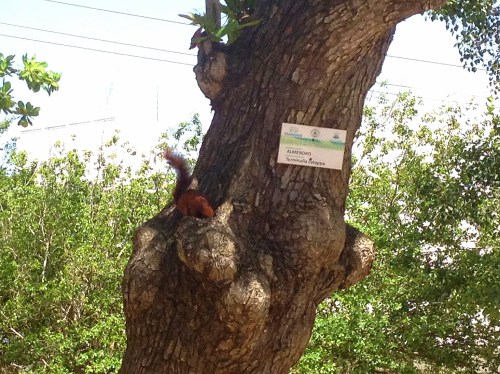 The squirrels here have red fur, and throughout much of the city, the trees are labeled with their species name. This is an almond tree.