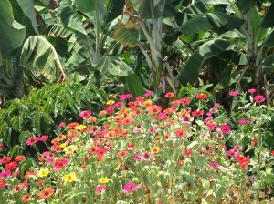 Jardín, living up to its moniker.